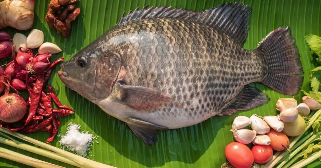 Tilapia